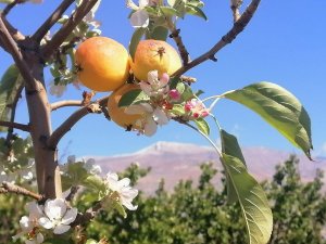 Yüksek Kesimlere Kar Yağarken Çiçek Açan Elma Ağacı Şaşırttı