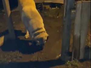 Misafir Olarak Geldiği Köyde Havlayan Köpeğe Kurşun Yağdırdı