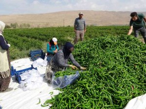 Vanlı Çiftçilerden ’Sabit Halk Pazarı’ Talebi