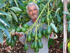 Kilosu 40 Tl Olan Hırsızların Gözdesi Avokadoda Hasat Başladı
