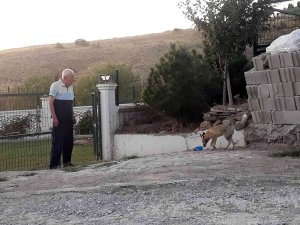 ‘Kuzum’ Diyerek Seslendiği Tilkiler Adeta Onun Yolunu Gözlüyorlar