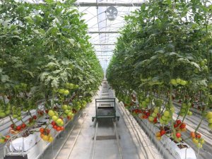 Erzurum’da Jeotermal Enerjiyle Türkiye’nin En Ucuz Domatesi Üretiliyor