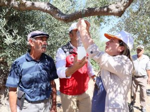Muğla’da İyi Tarım Uygulamaları Çalışmaları Yapılıyor