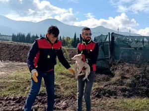 Çukura Düşen Yavru Köpek Kurtarıldı