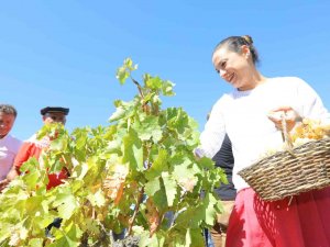 Gökçealan, Osmancık Üzümü İle Şenlendi