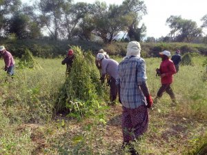 Altın Susamda İşçi Tehlikesi