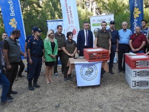 Muğla’da 75 Adet Kınalı Keklik Doğa İle Buluştu