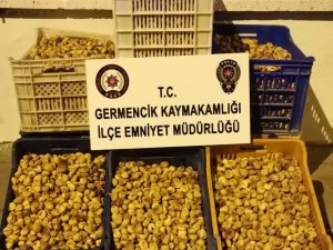 Germencik’te 450 Kilogram İncir Çalan Şüpheliler Yakalandı