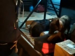 Elazığ’a Uyuşturucu Sokmak İsteyen Şüpheliler ‘Nina’ya Takıldı
