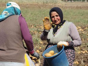 Kışlık Patates Hasadı Başladı