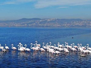 Göç Etmeyen Flamingoların Görsel Şöleni