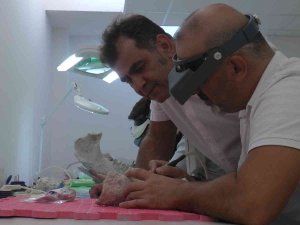 Yol Yapımı Sırasında Tesadüfen Ortaya Çıktı, 7 Buçuk Milyon Yıllık Fosiller Bulundu