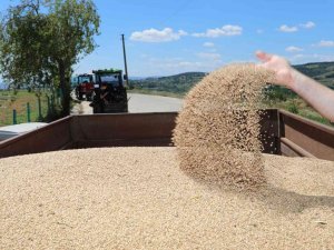 İ̇zmit Belediyesi Çiftçiye Nusrat Cinsi Buğday Tohumu Desteği Verecek
