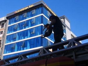 Van’da Ağaçta Mahsur Kalan Kedi İtfaiye Ekipleri Tarafından Kurtarıldı