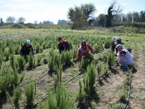Biberiye Hasadı Başladı