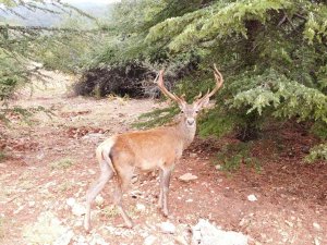 Restoran Şefinin Geyikle Muhabbeti Güldürdü