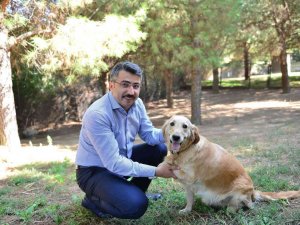 Yıldırım’da 27 Bin Sokak Hayvanı Tedavi Edildi