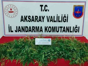 Mısır Tarlasına Kenevir Operasyonu
