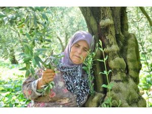 Zeytin Ağaçlarına Sarılarak "Kesmeyin, Onlar Benim Çocuklarım" Dedi