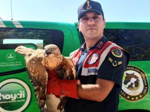 Jandarmanın Bulduğu Yaralı Şahin Tedaviye Alındı