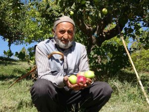Çorak Araziyi Bahçeye Dönüştürdü: Aynı Ağaçta İki Tür Elma Yetişti