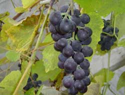 Çekirdek ve Kabuğu Daha Değerli