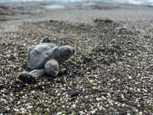 Çift Başlı Yeşil Deniz Kaplumbağası Şaşırttı