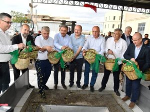Yılın İlk Erken Hasat Zeytinyağı Üretildi
