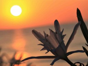 Koparmanın Cezası 109 Bin 593 Tl... Yoğun Çiçek Dönemine Giren ’Kum Zambakları’ Görsel Şölen Sunuyor