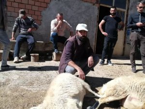 Sürüye Dalan 2 Kurt 5 Koyunu Telef Etti