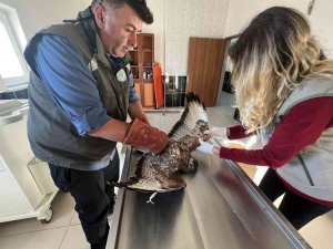 Kars’ta Yaralı Şahin Tedavi Altına Alındı