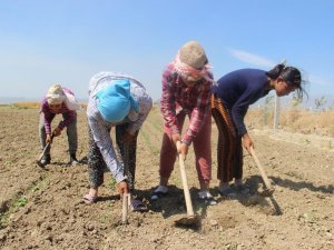 Aydın’da Çiftçi Yaşı Yükselmeye Devam Ediyor