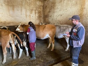 Bayburt’ta Şap Aşılaması Sürüyor