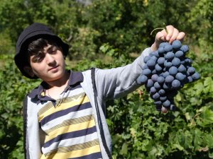 İ̇ki Asırlık Bağlarda Tescilli Cimin Üzümü Hasadı Devam Ediyor