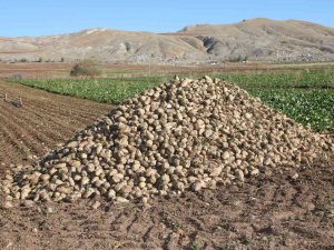 Sivas’ta Şeker Pancarında 1 Milyon Ton Rekolte Bekleniyor