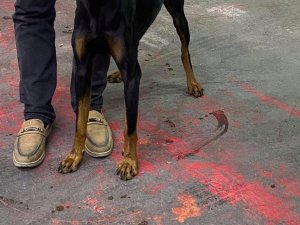 Bağcılarda, Motosikletiyle Köpeği Peşinden Koşturan Şahıs Yakalandı