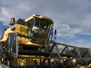 Tosya’da ’Beyaz Altın’ Çeltiğin Hasadı Başladı, Vali Avni Çakır İlk Hasadı Yaptı