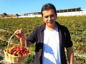 Tarladan Çilek Toplayıp Satın Alıyorlar