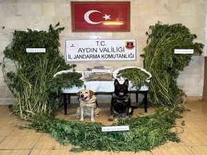 Aydın İ̇l Jandarma Komutanlığı Uyuşturucuya Geçit Vermiyor