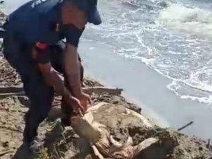 Jandarmanın Dikkati Deniz Kaplumbağasını Kurtardı