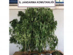 Jandarmadan Uyuşturucu Operasyonu: 1 Gözaltı