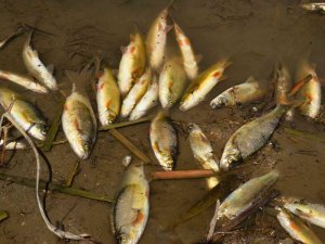 Menderes Nehri’ndeki Balık Ölümleri Korkutuyor