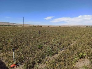 Afyonkarahisar’da Ekili Alanları Don Vurdu