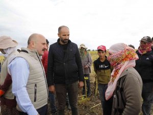 Ağrı’da Ayçiçeği Üreticiliği Yaygınlaşıyor