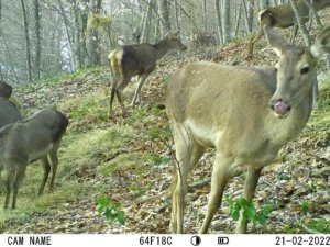 İ̇ki Kızıl Geyiği İdari Yargı Kurtardı