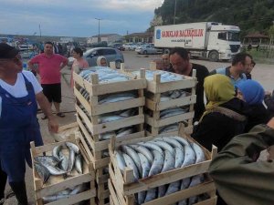 Karadeniz’de Balıkçılar Kasa Kasa Palamutla Döndü: Vatandaşlara Ücretsiz Dağıtıldı