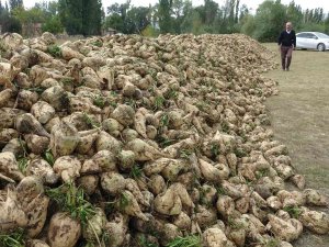 Kütahya’da Pancar Hasadı Başladı