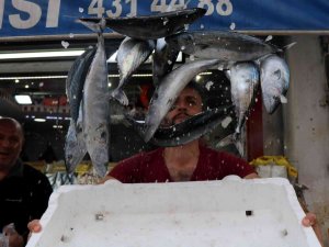 Karadeniz’de Balık Patlaması