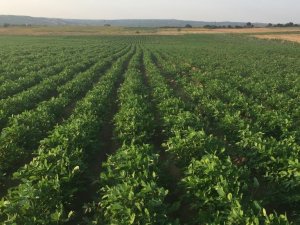 Meriç’in Yer Fıstığı Coğrafi İşaret Aldı