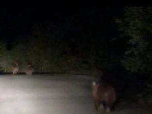 Ayı Ailesinin Akşam Koşusu Cep Telefonu Kameralarına Yansıdı